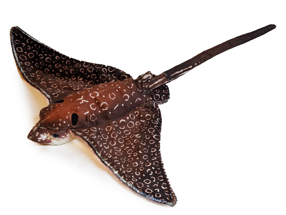 "Spotted Eagle Ray" Aetobatus narinari