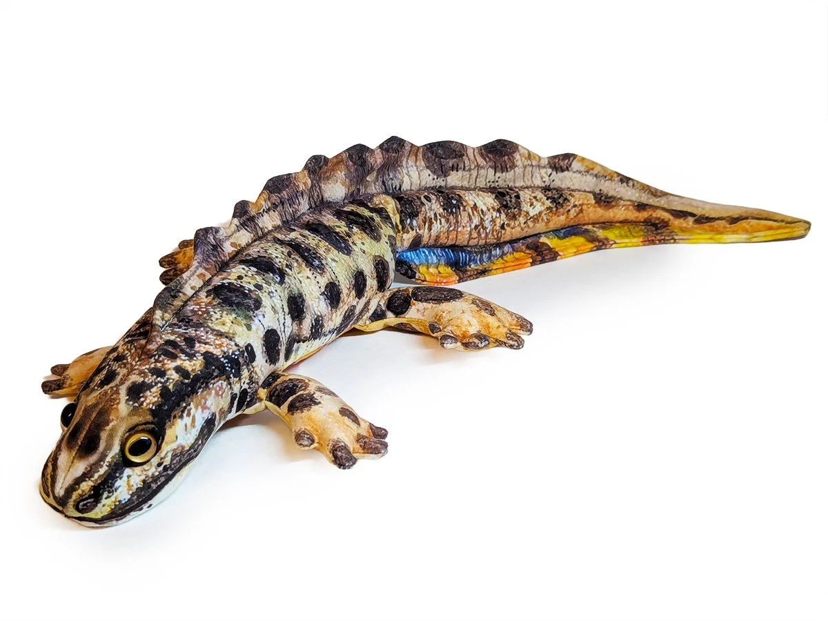 Smooth newt.jpg