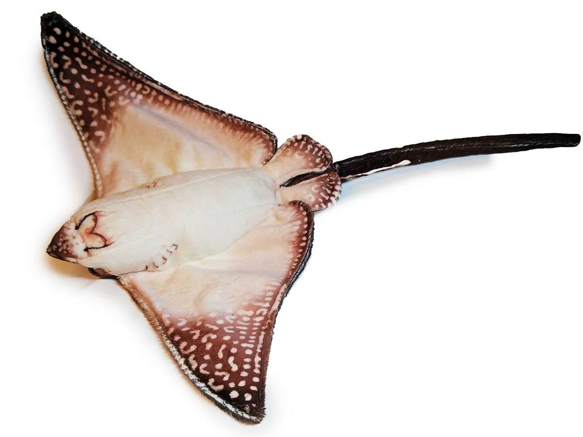 Eagle Ray.jpg