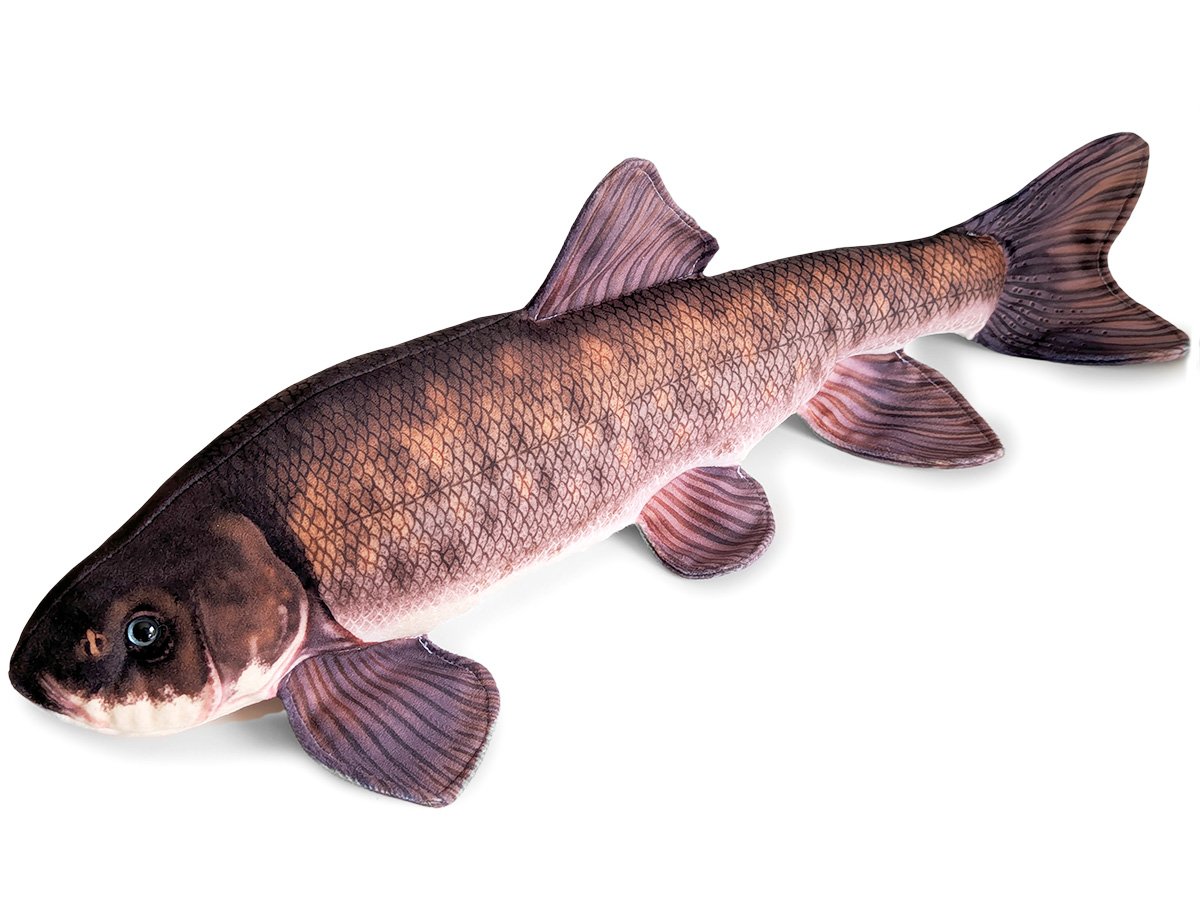 "Koptu" Chasmistes brevirostris