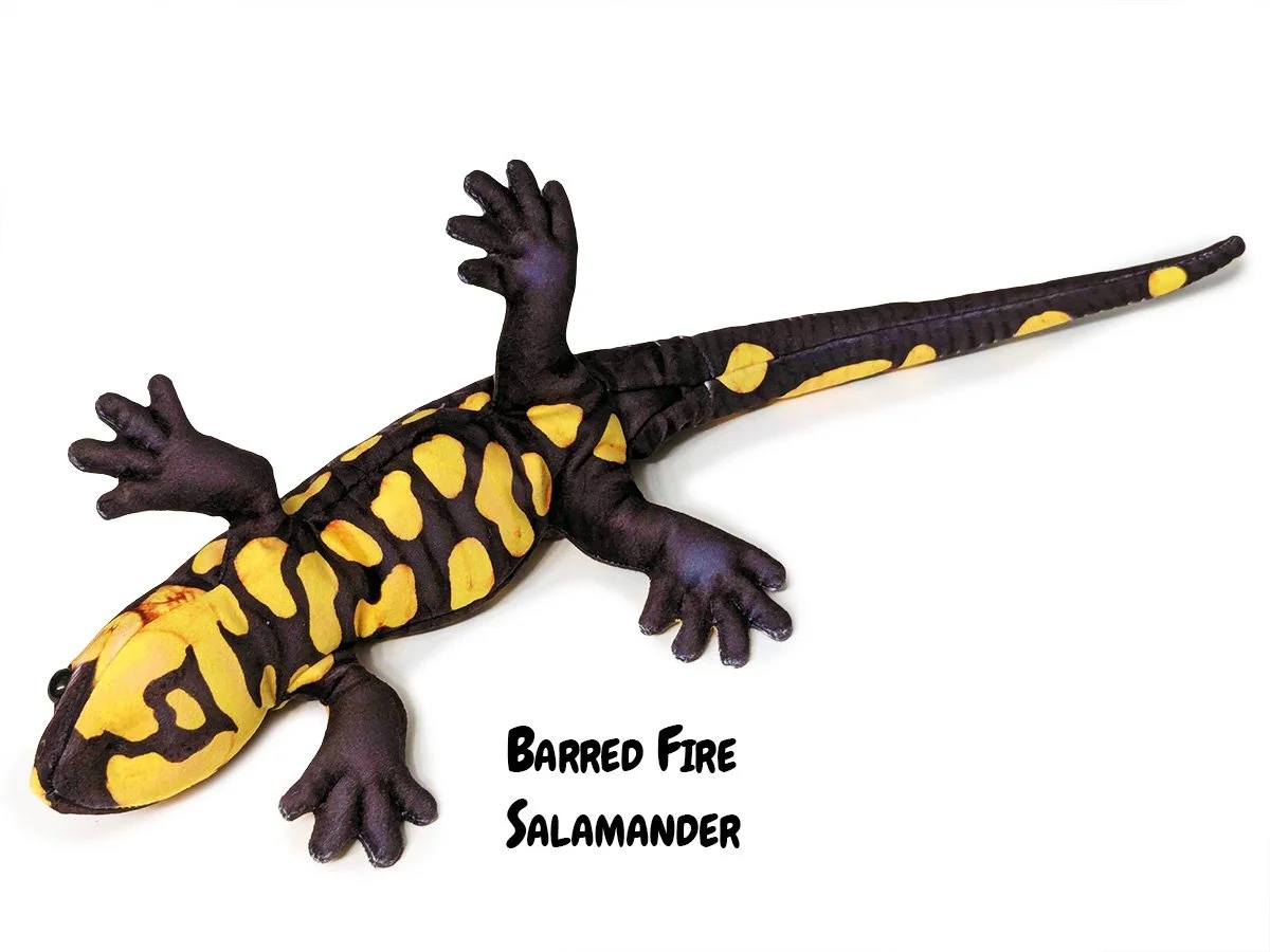 Barred Fire Salamander 5.jpg