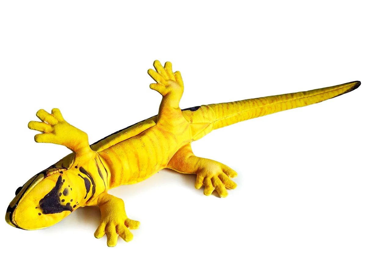 Oviedo Fire Salamander 1.jpg