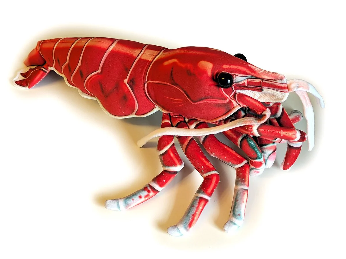 Red Cherry Shrimp 1.jpg