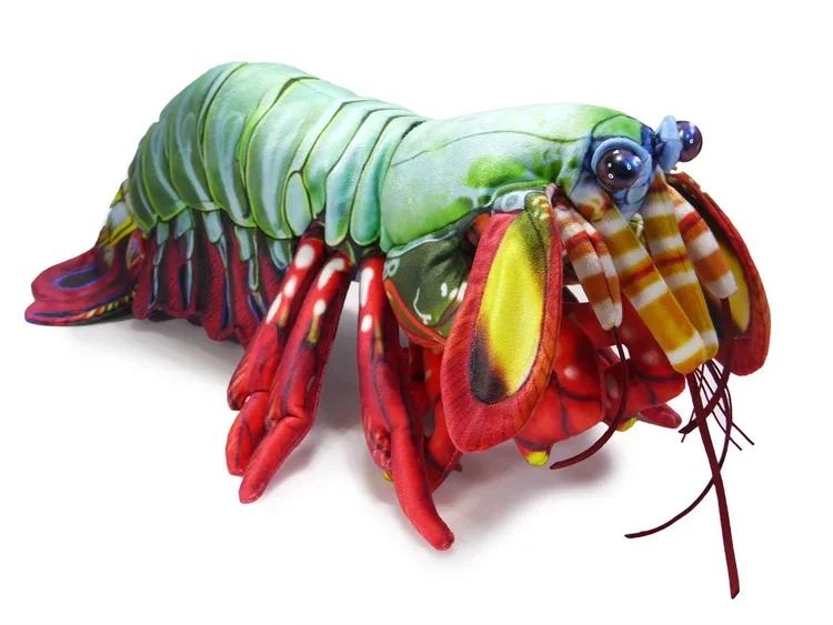 Green Mantis Shrimp + Big Betta for Jess