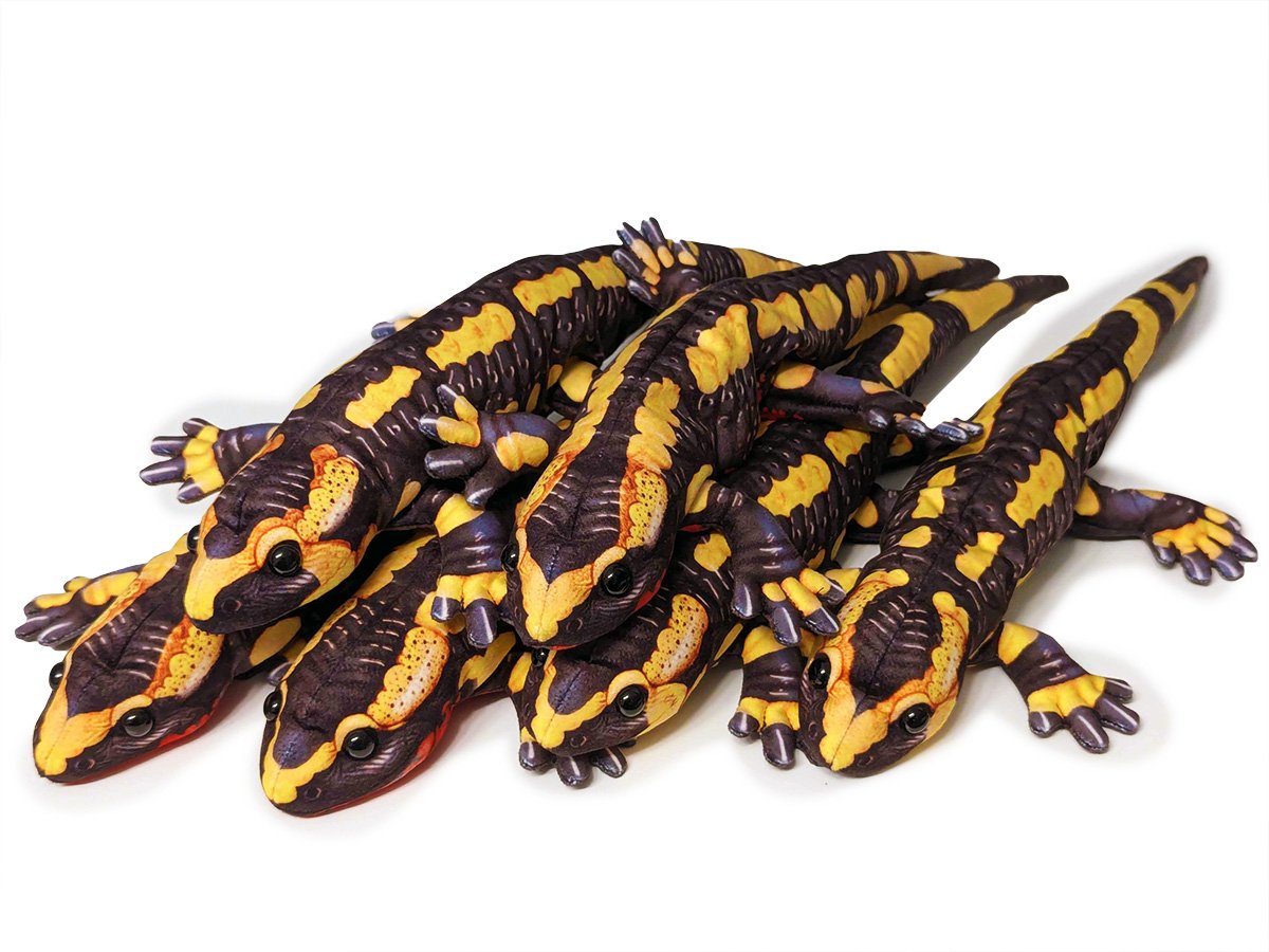Salamander Grou.jpg