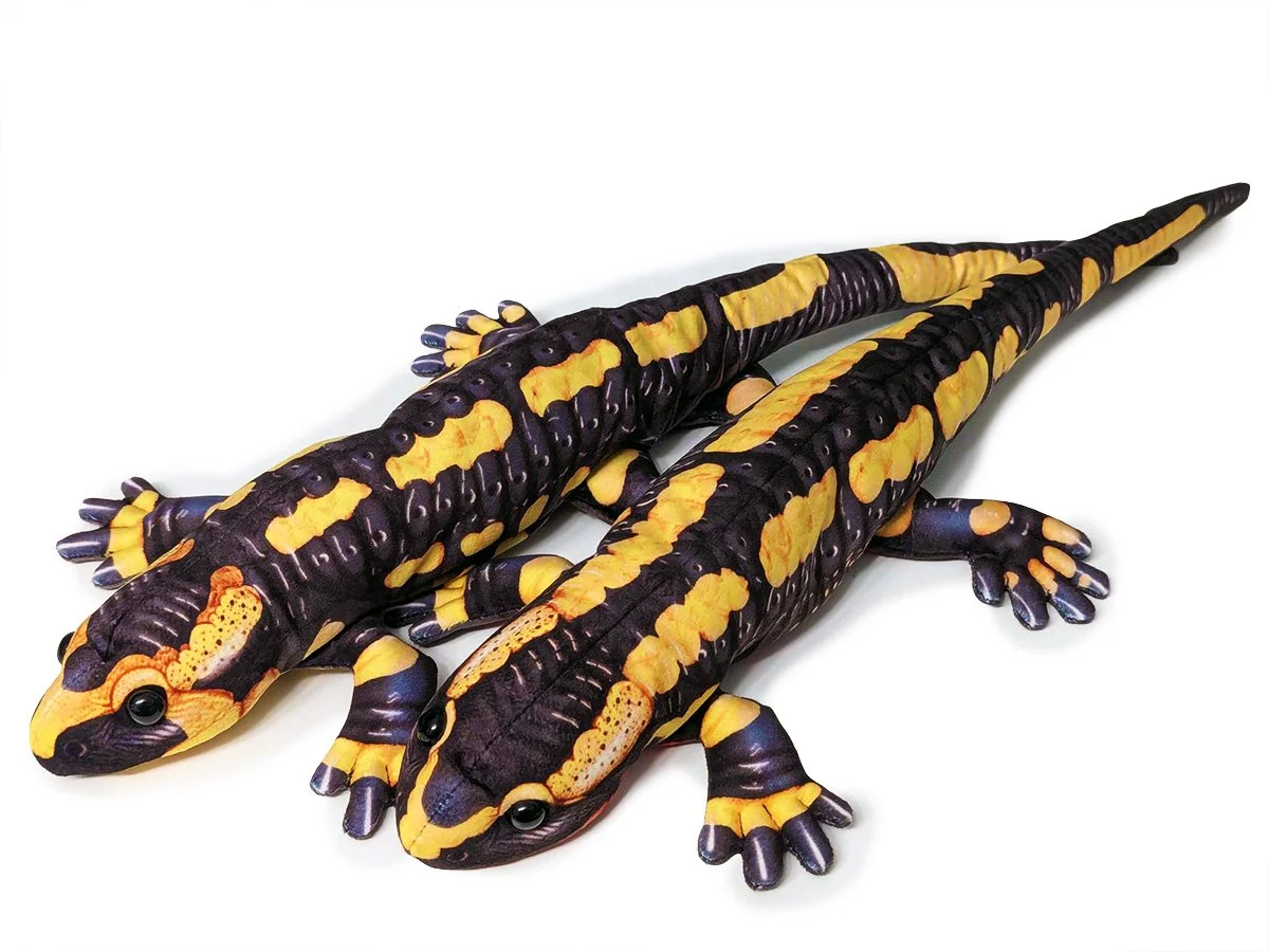 Salamandra salamandra terrestris – Barred Fire Salamander