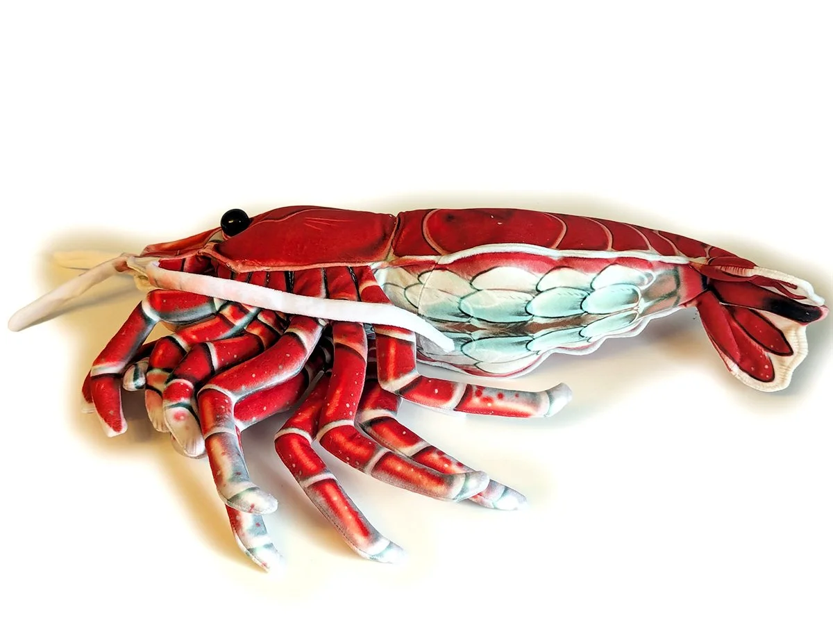 Shrimp Belly 1.jpg