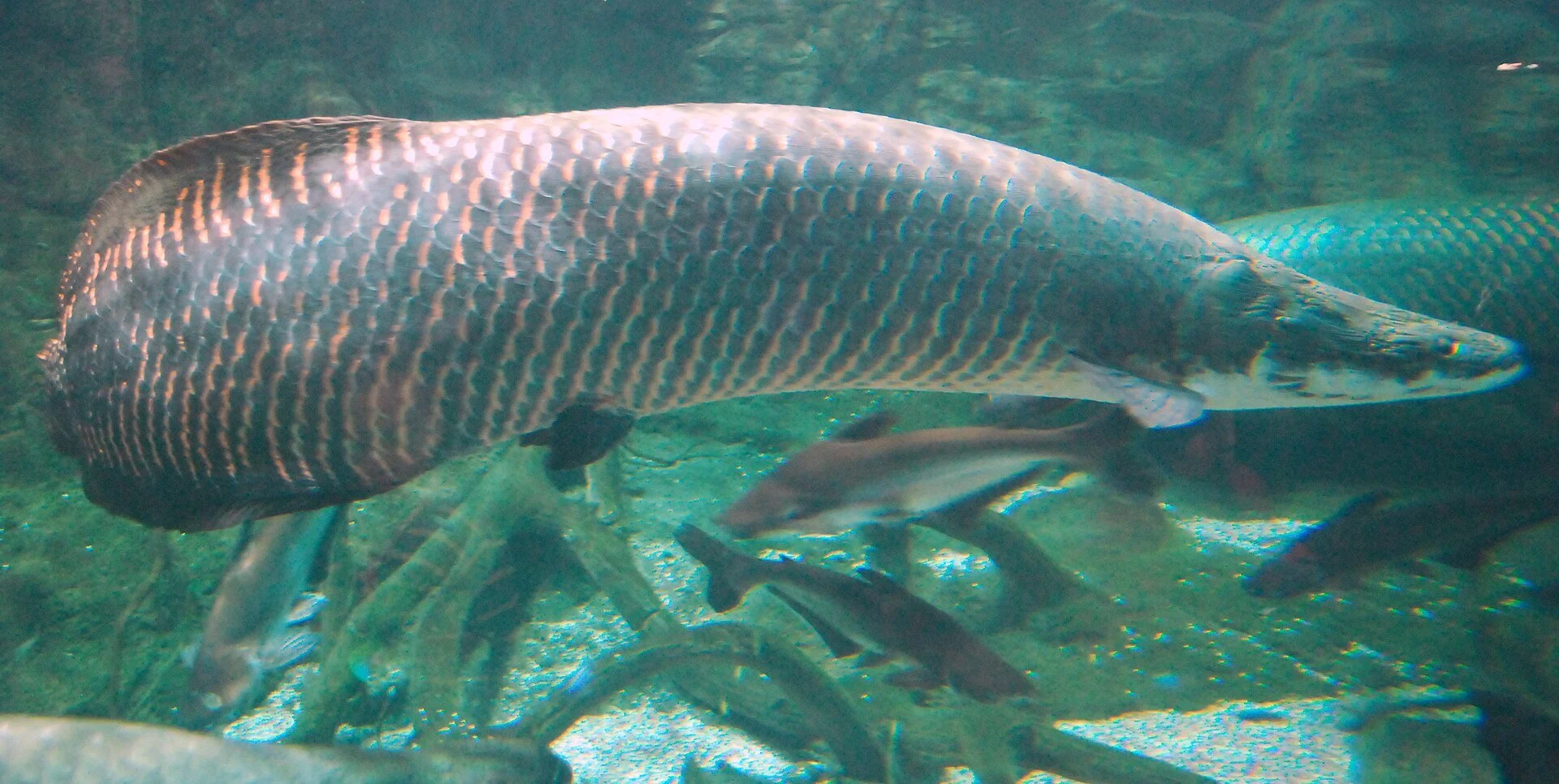 Arapaima gigas - commission for Corey