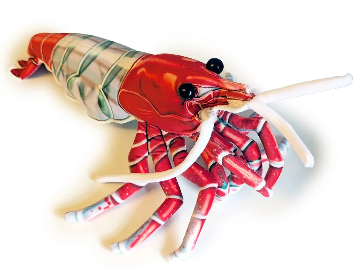 Red Rili Shrimp 1.jpg