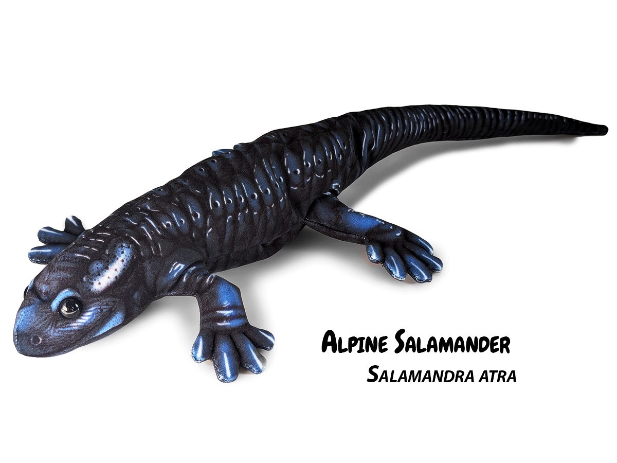 Alpine Salamander.jpg