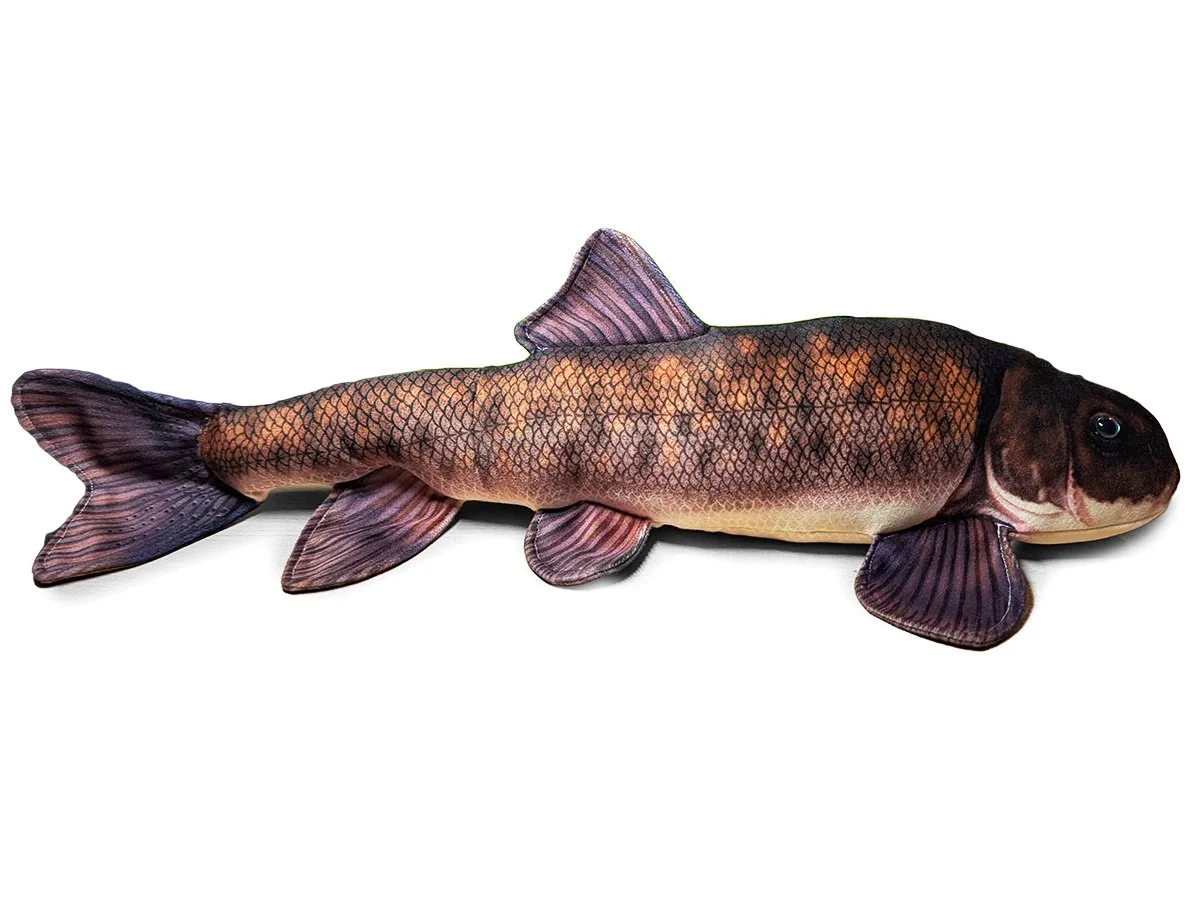 Shortnose Sucker.jpg