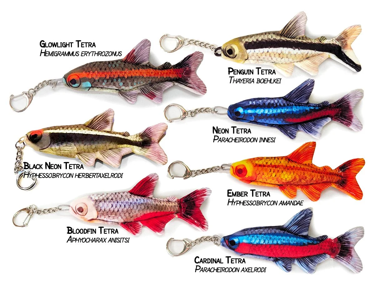 All tetras.jpg
