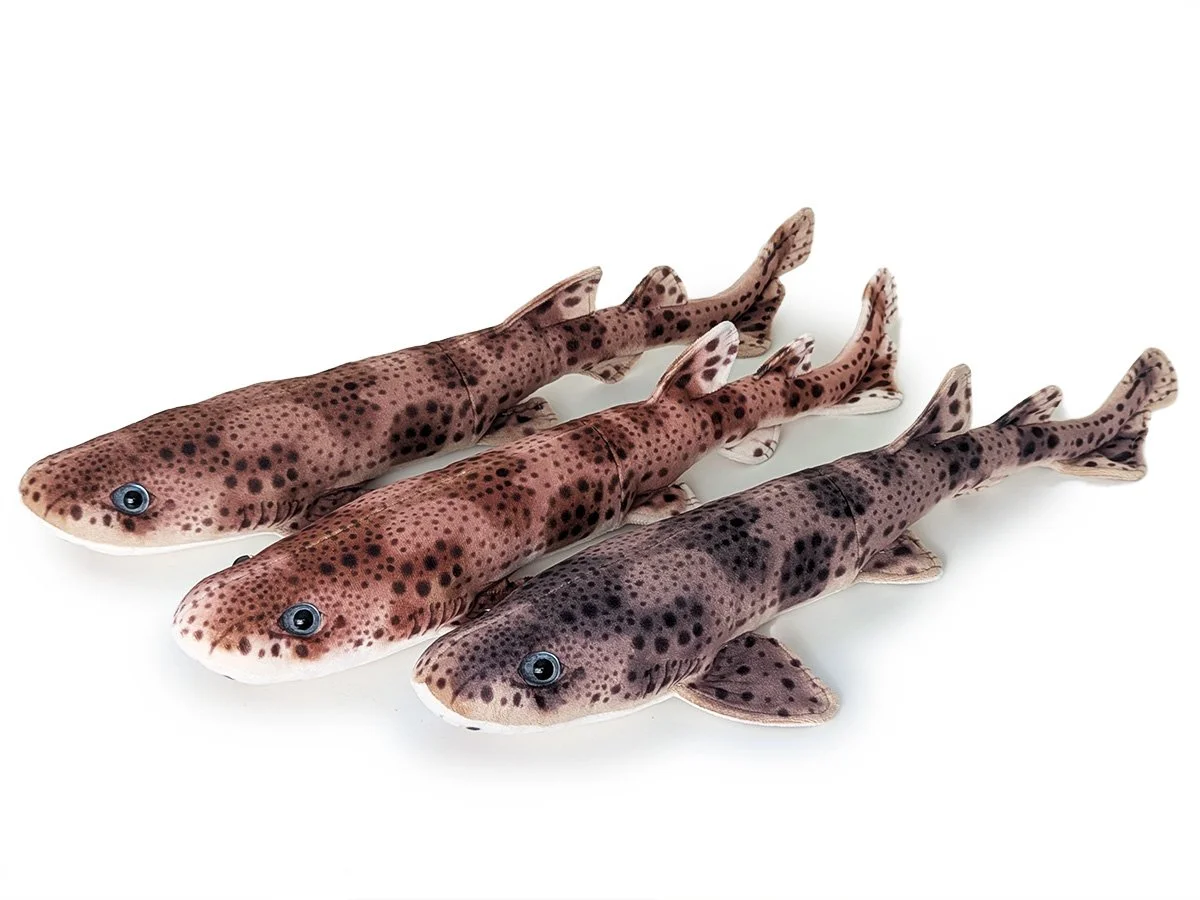 Three Catsharks.jpg