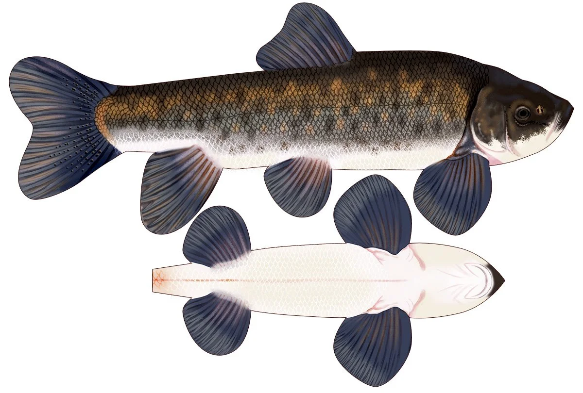 Shortnose Sucker-01.jpg