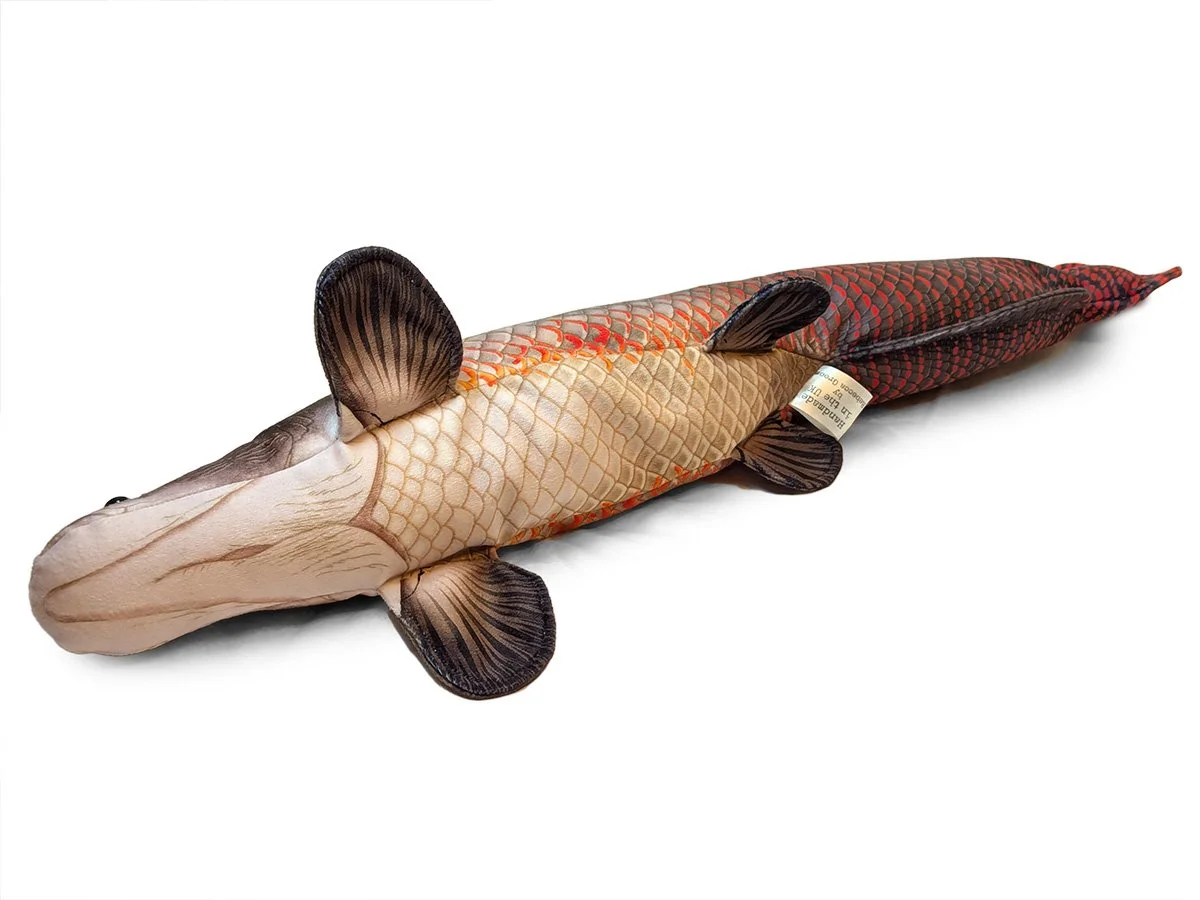 Arapaima 2.jpg