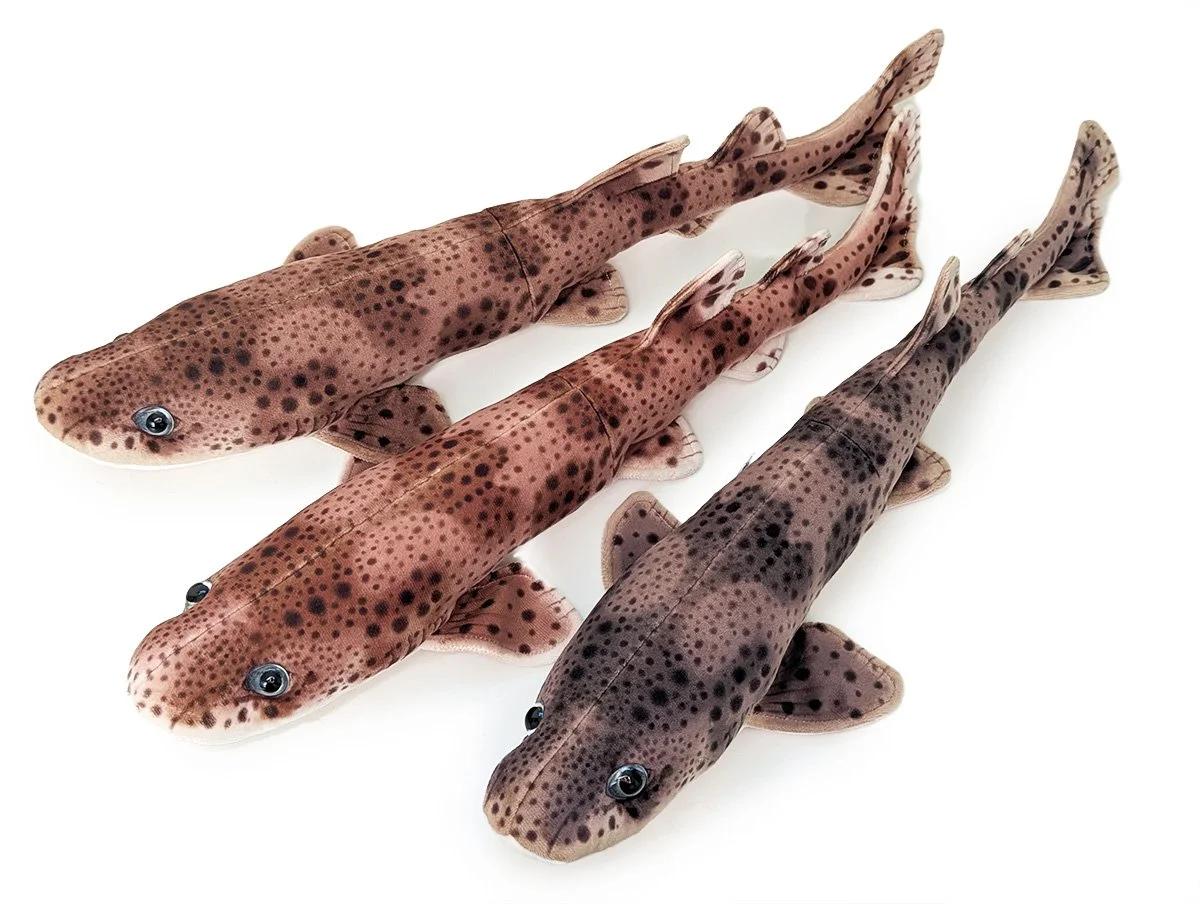 Three Catsharks 2.jpg
