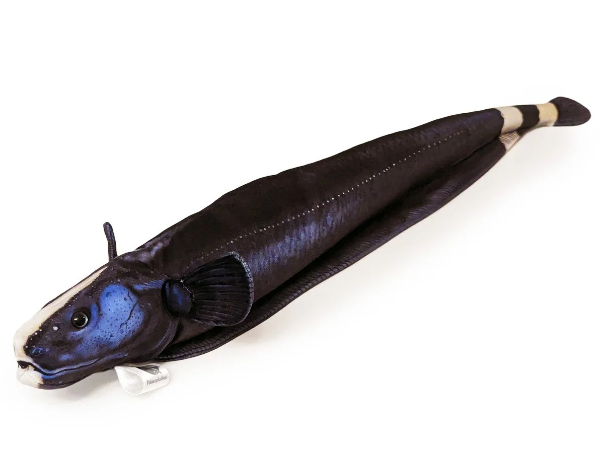 Black Ghost Knifefish 2.jpg