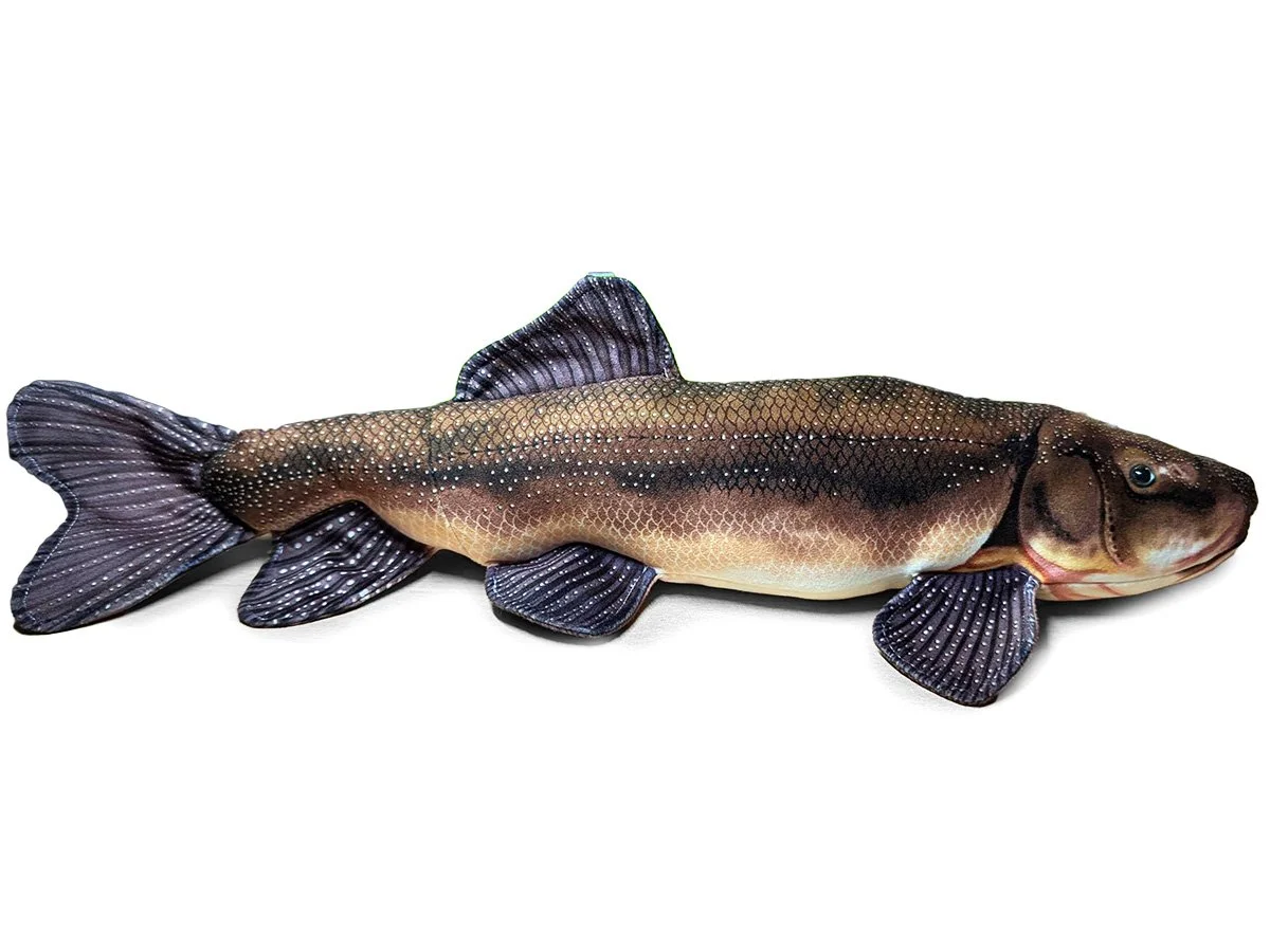 Lost River Sucker.jpg