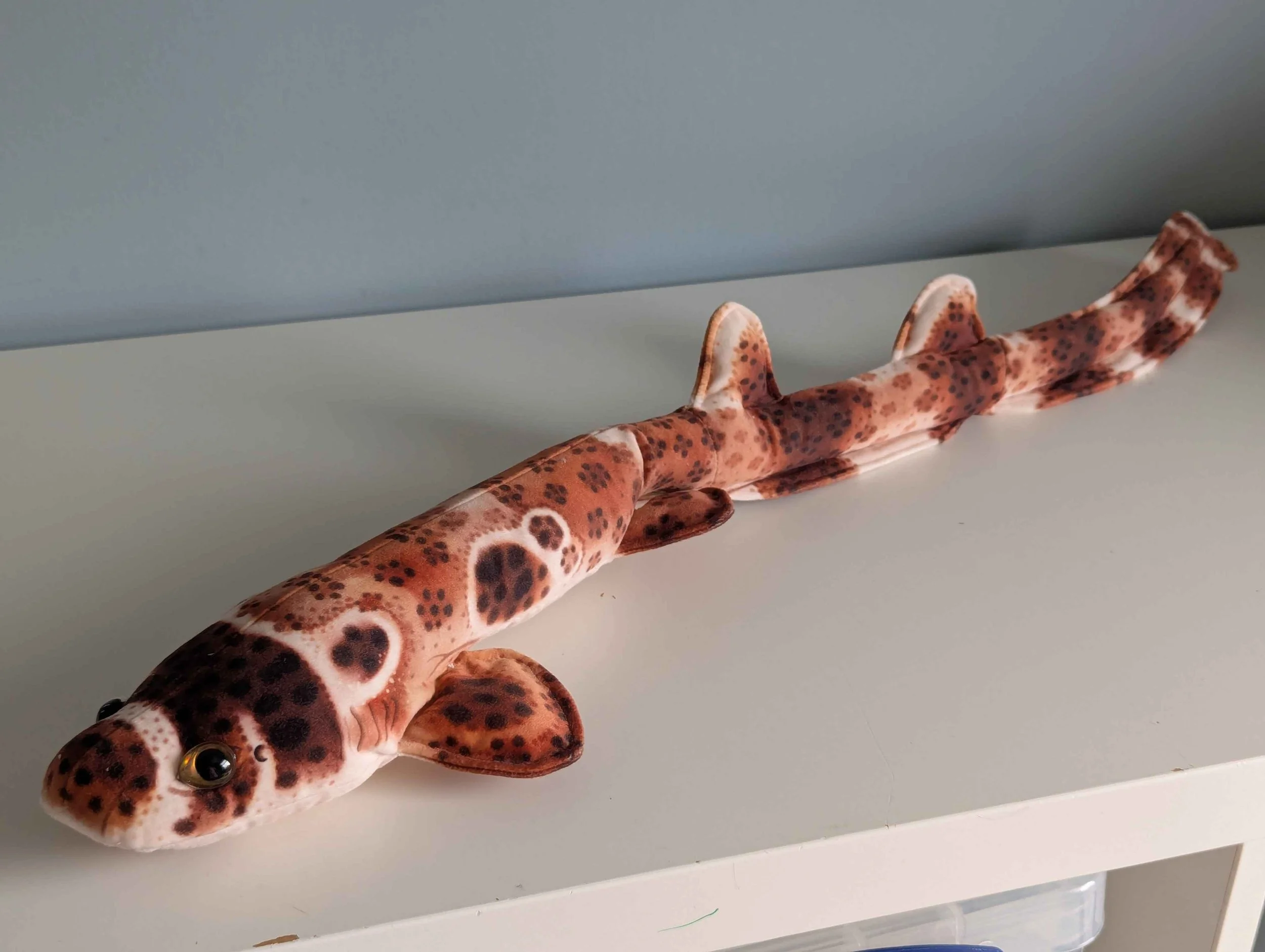 PROTOTYPE Bavariscyllium