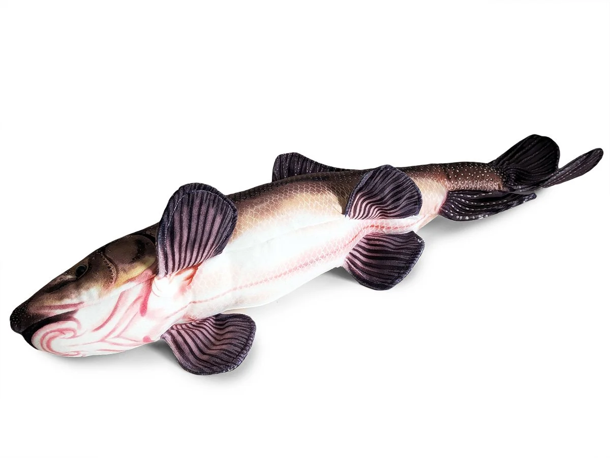 Lost River Sucker 2.jpg