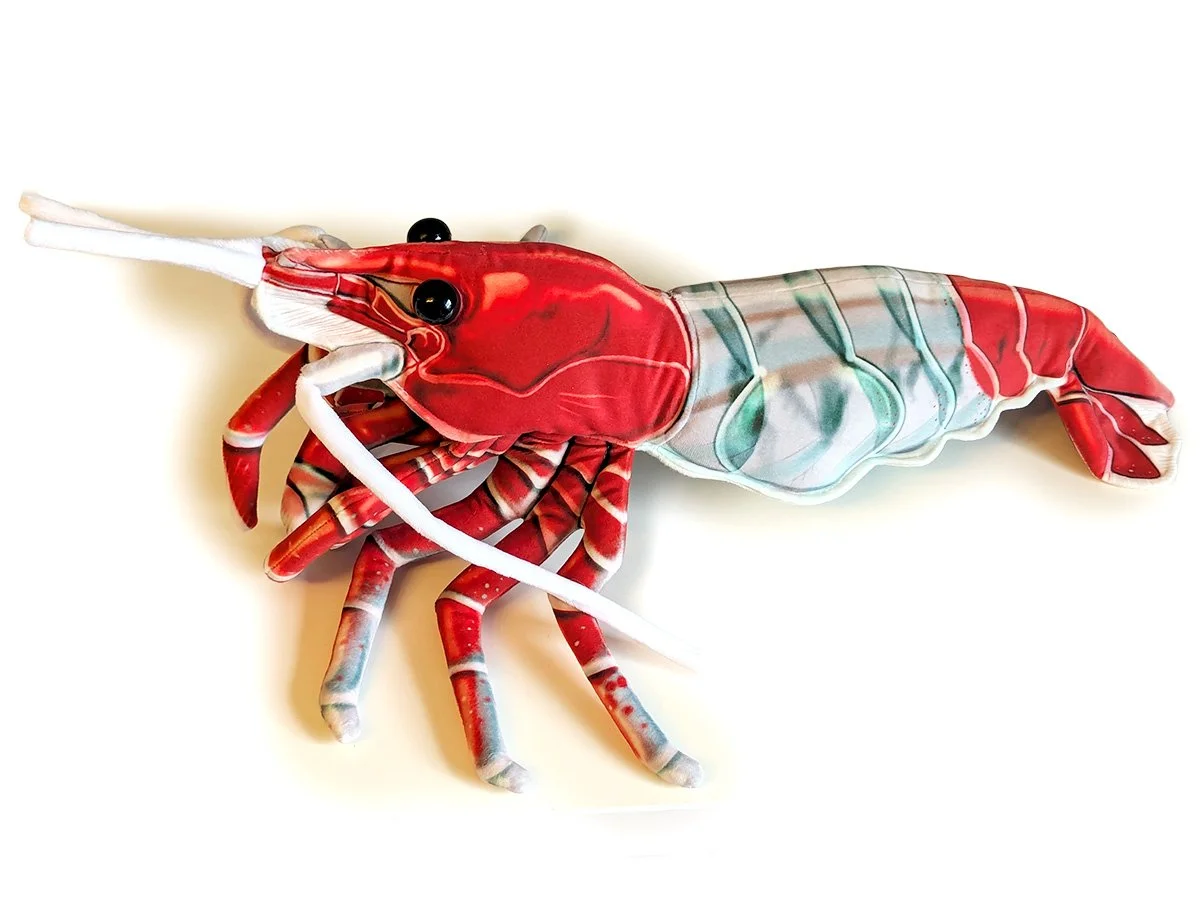 Red Rili Shrimp 2.jpg