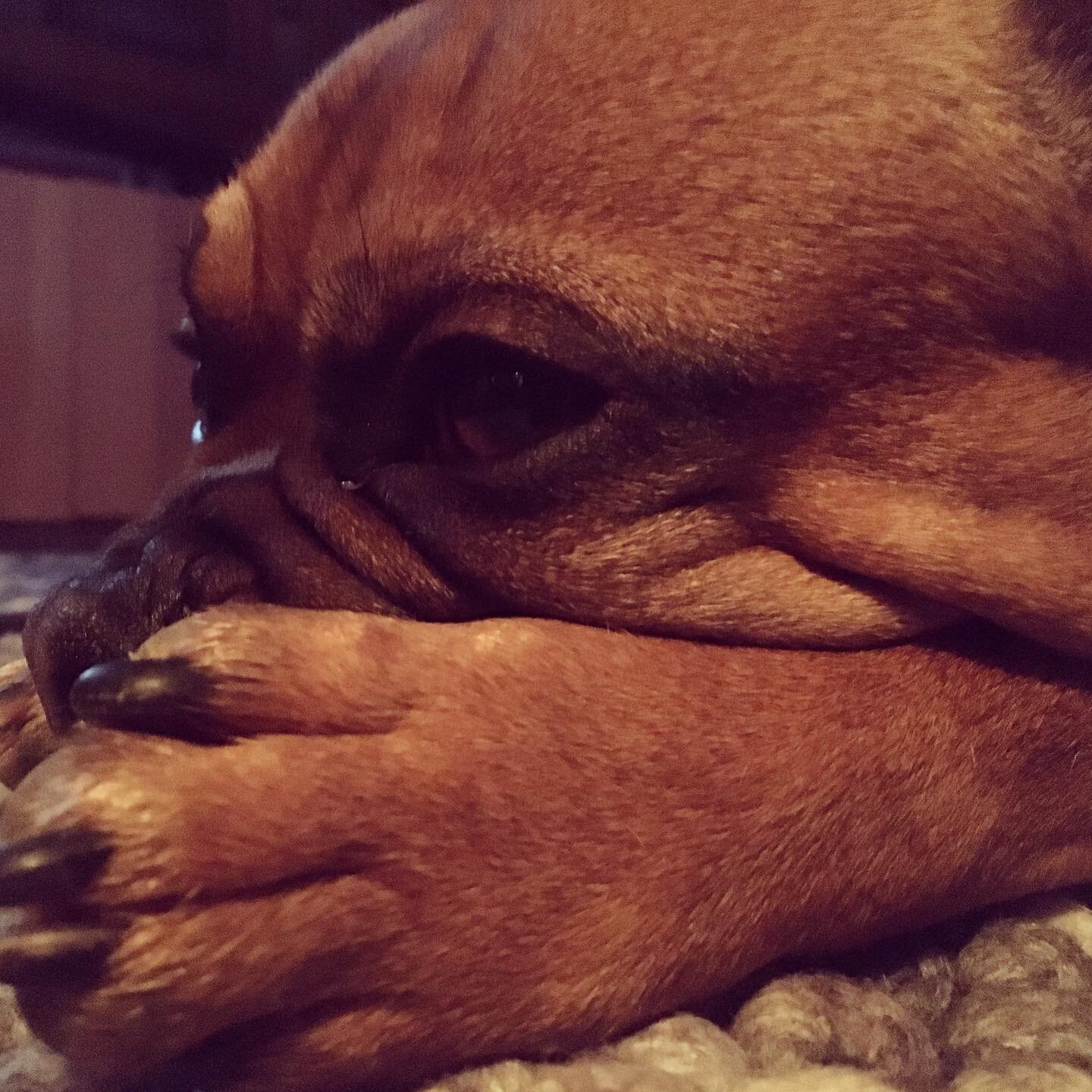 snoozing Frank
