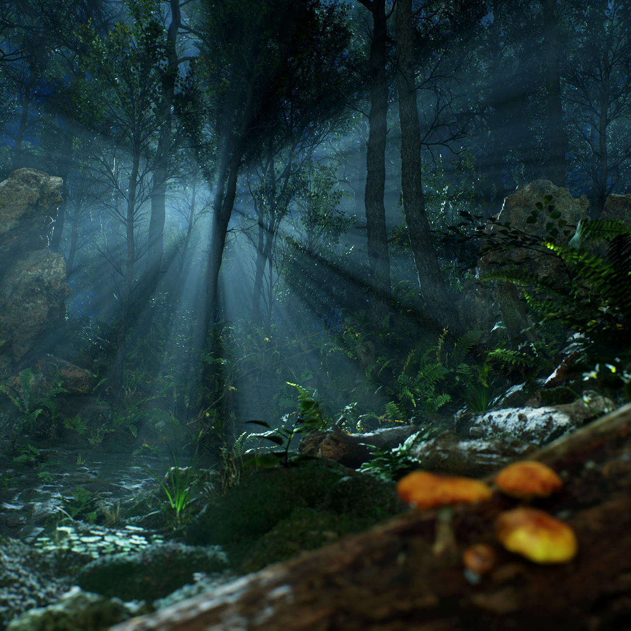 MagicalForest_by_Night_Poster_1x1_v1.png