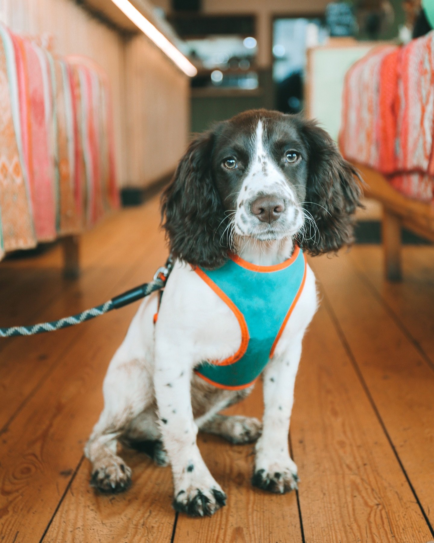 The best kind of visitor 😍 
we&rsquo;re dog friendly! And we love seeing your canine friends! 
We do kindly ask that you respect our dog guidelines when visiting us! 🤍 🐕 

#canine #dogfriendly #woof #westbay