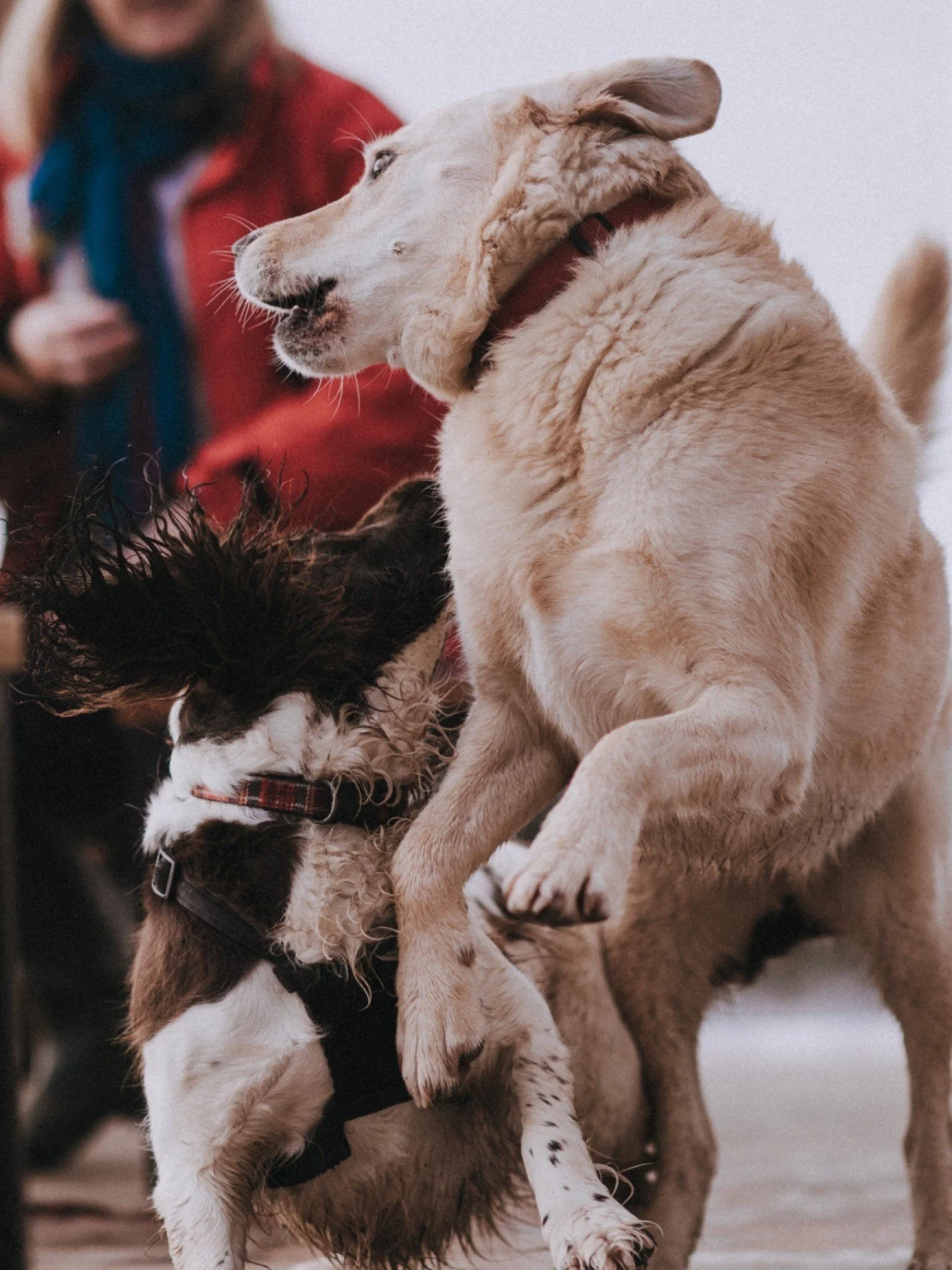 Jump for joy if Rise Cafe &amp; Bar is your favourite spot... especially when treats are involved and the staff are dishing out cuddles!

 Happy Doggie Day!

#risewestbay #Dogday