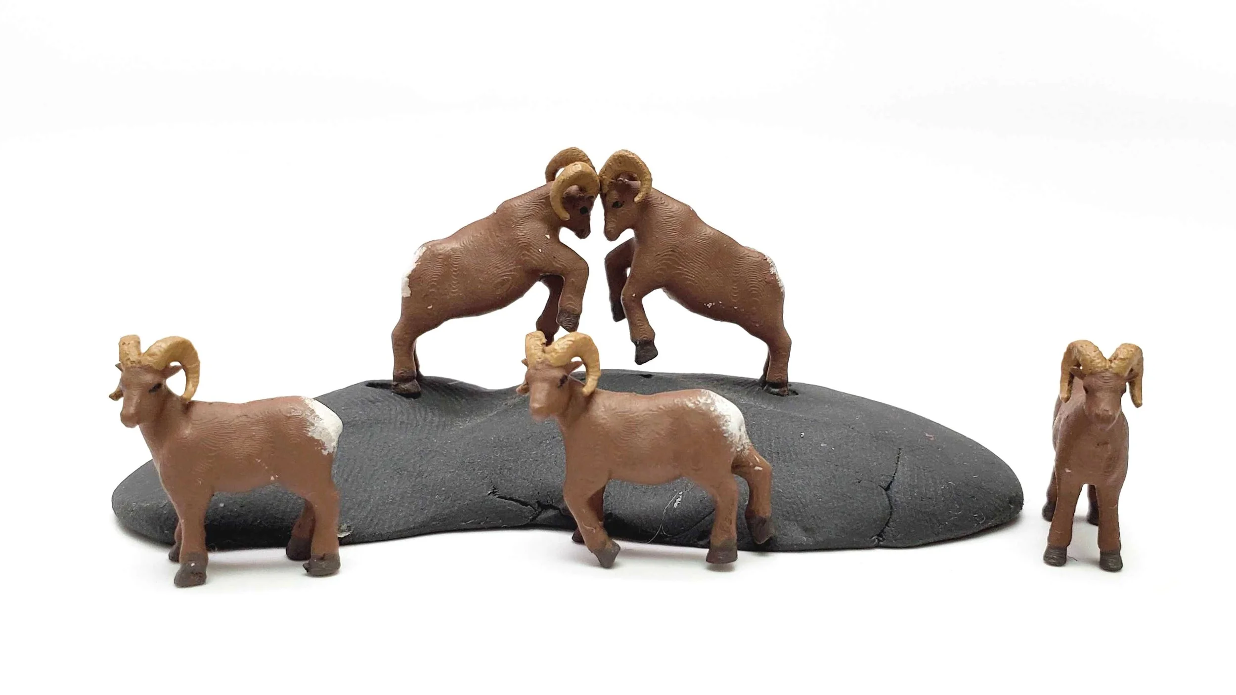Bighorn Sheep - 989