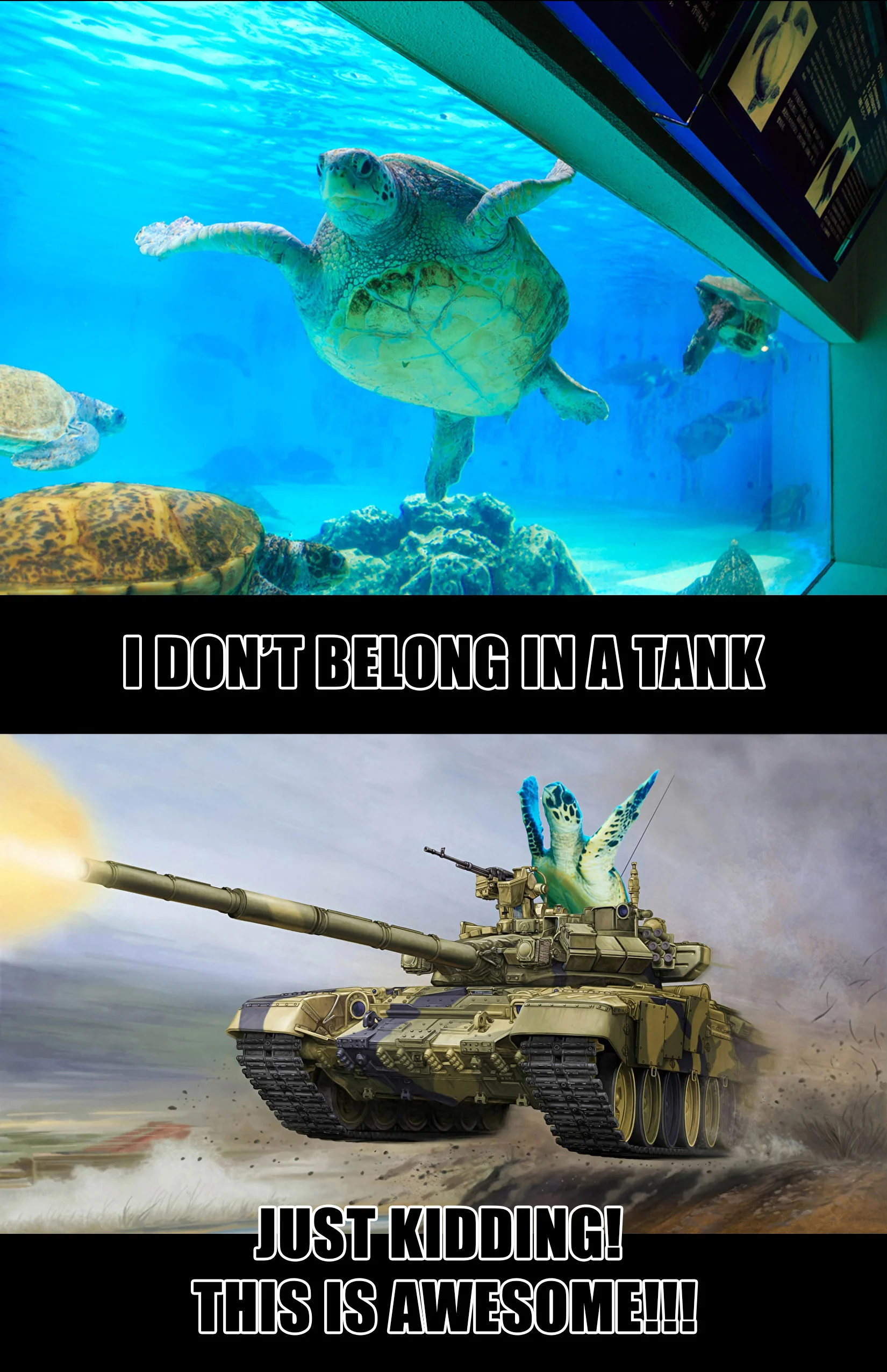 Turttle in a tank