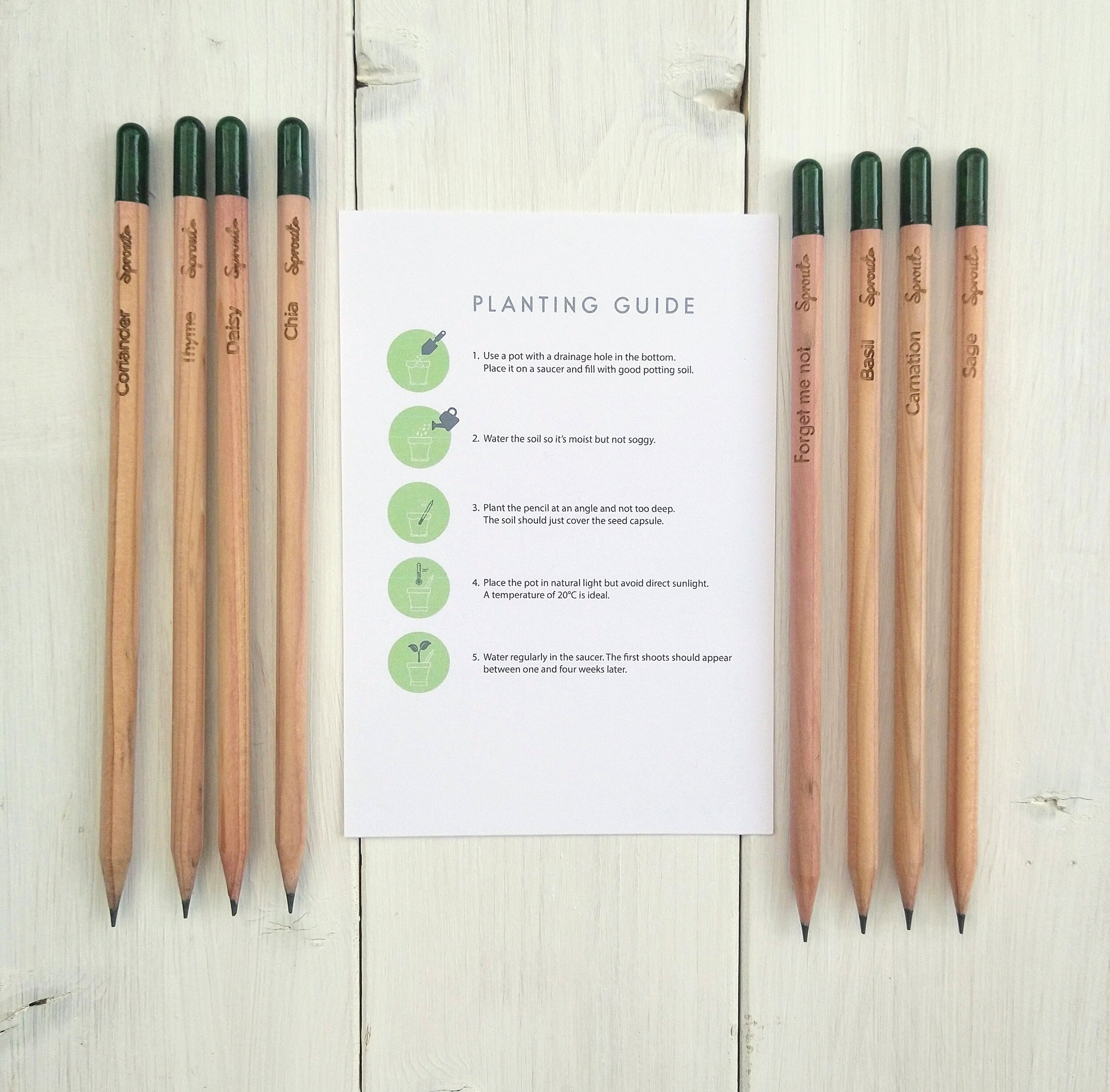 sprout pencil pic .jpg