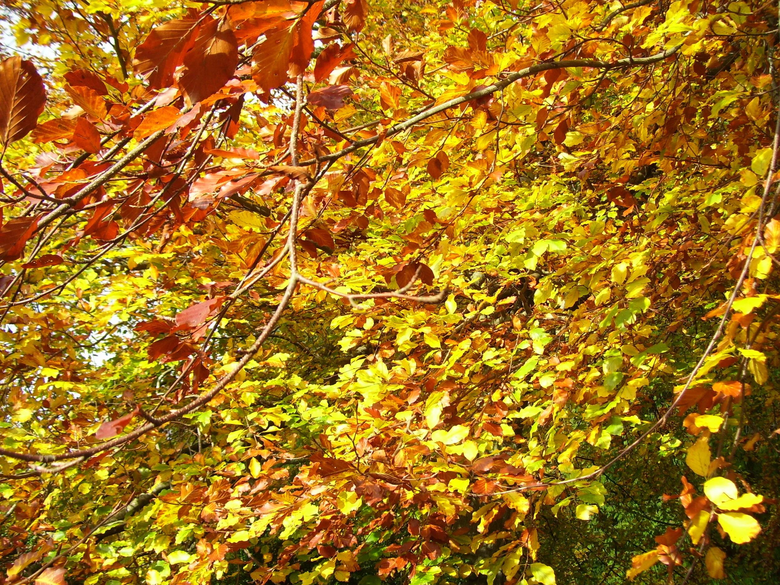 autumn beech tree.jpg