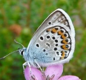 silver studded blue.jpg