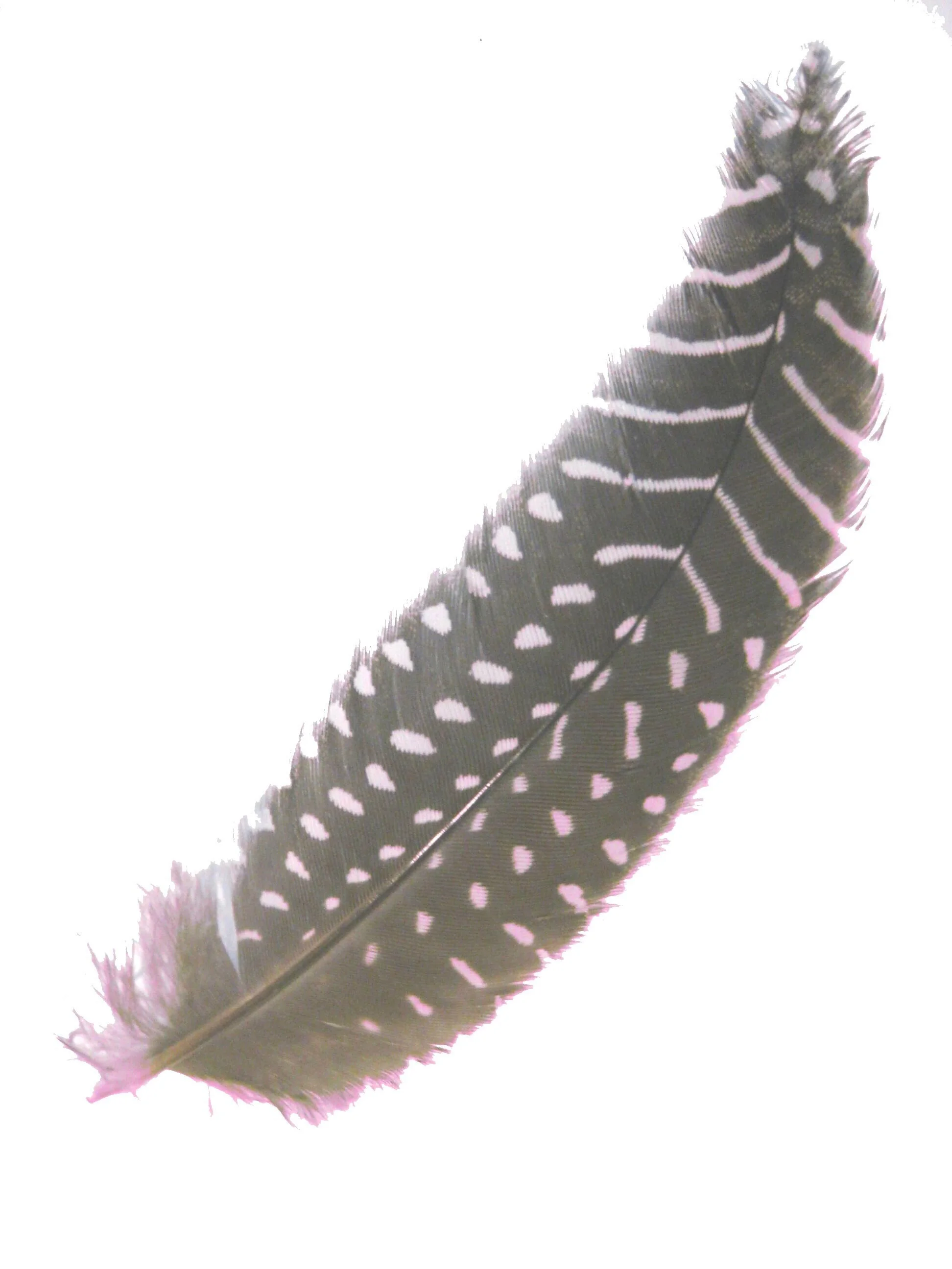 guinea+fowl+feather+2.jpg