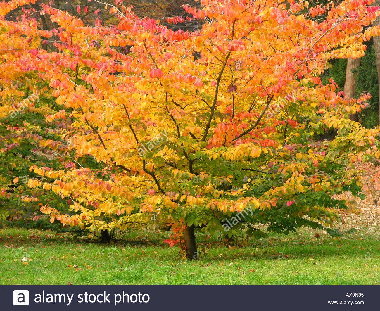 autumn beech-tree 2.jpg