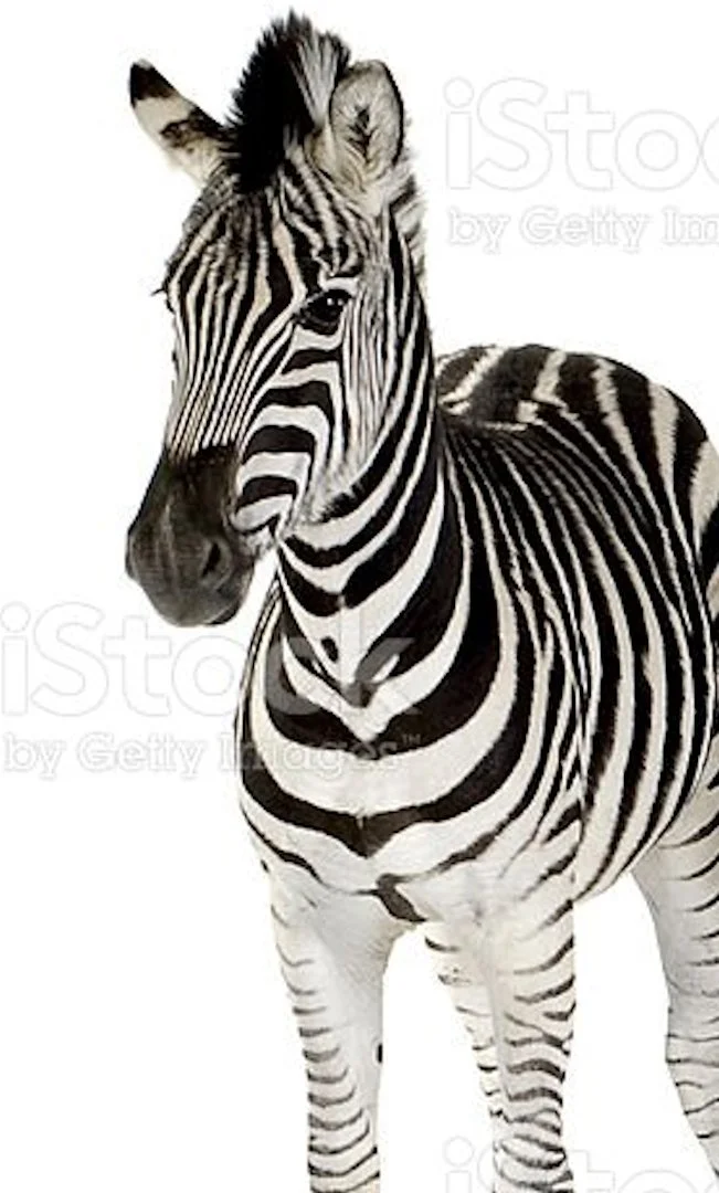 zebra 6.jpg