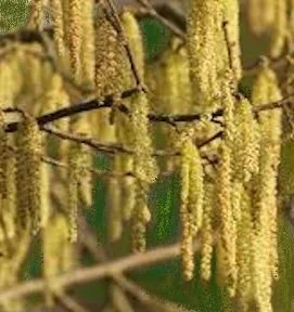 catkins .jpg