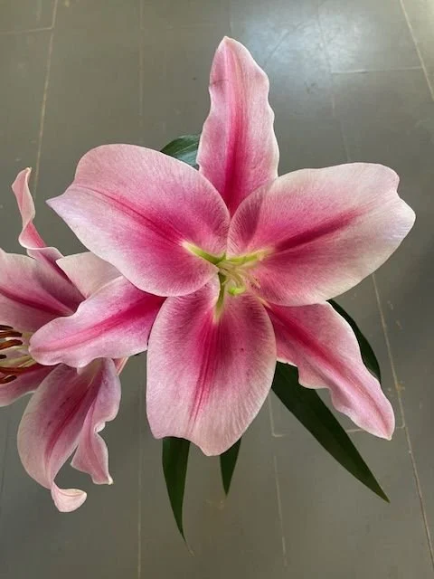 big pink lily.jpg