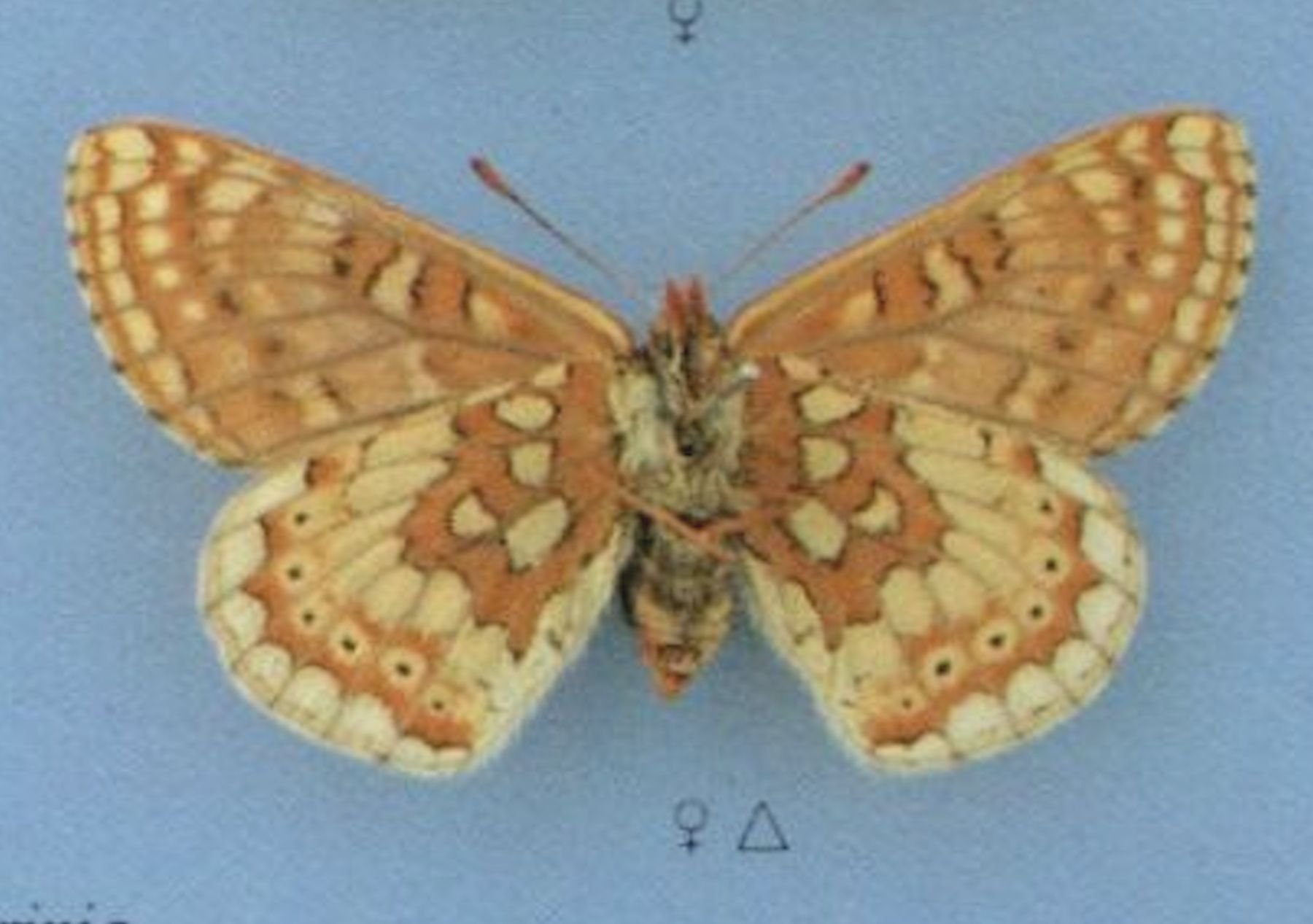 Marsh fritillary .jpg