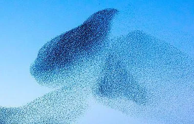 murmuration 3.jpg