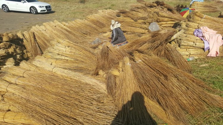 Black women sorting out thatch.