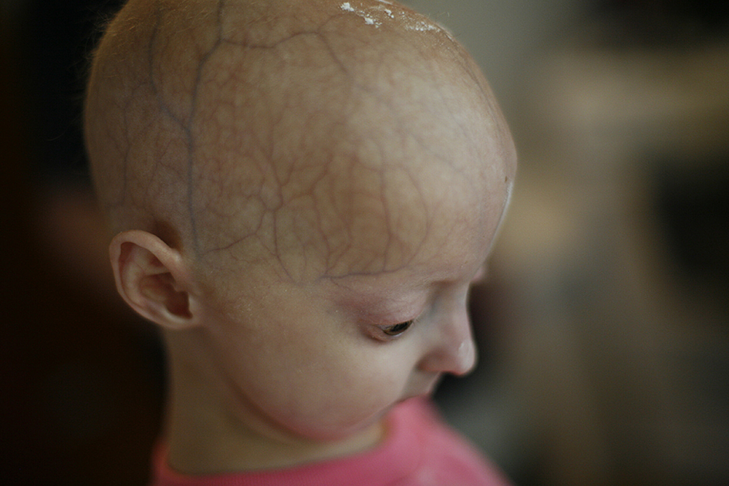  FOR TWIST0727_twistendTwo Halfling horses and a Clidesdale graze in a field at a farm in Schwartz Creek, Mich., Tuesday, July 15, 2008.  KIMBERLY P. MITCHELL/Detroit Free Press 