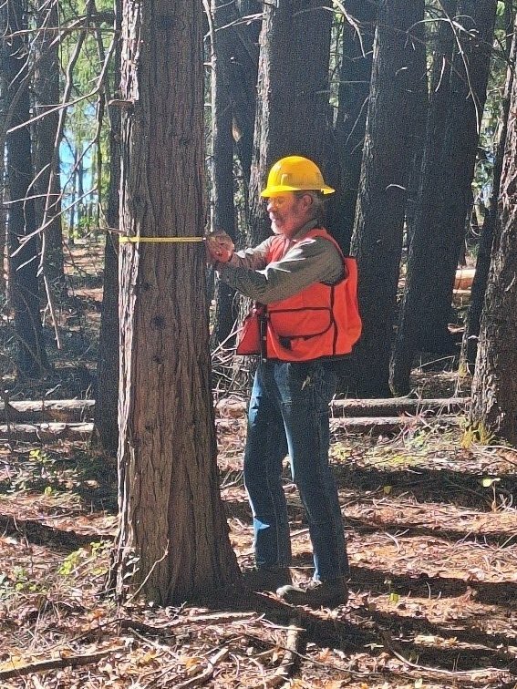 Harlan measuring a tree diameter.jpg