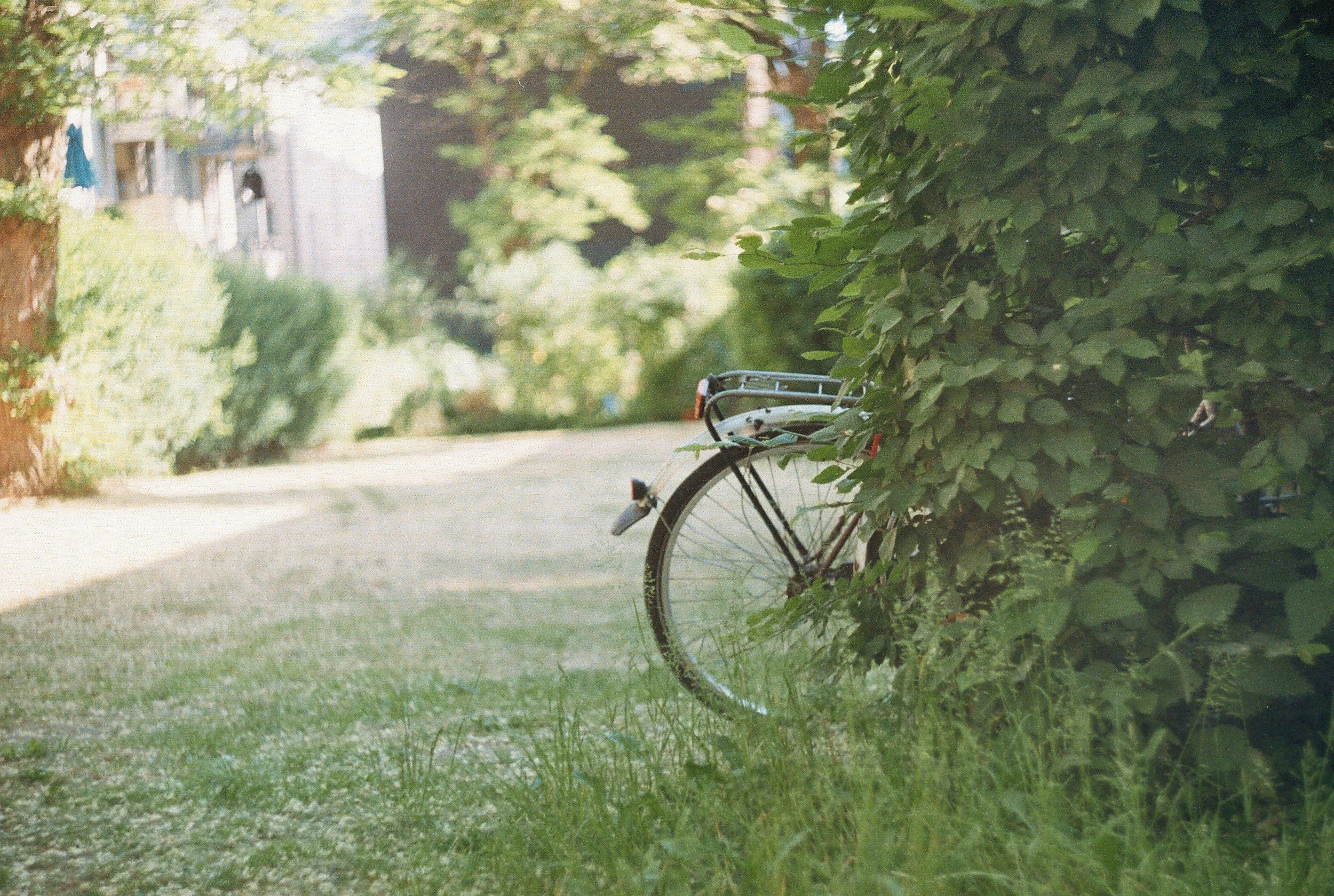 Bike hidden behind a bush with only the rear wheel showing
