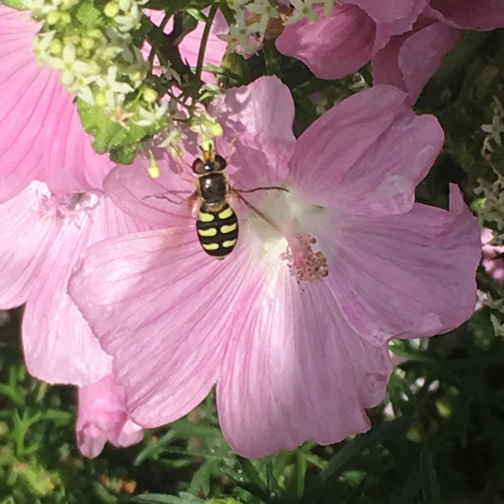 20 Ways to Share the Garden4Good Ethos