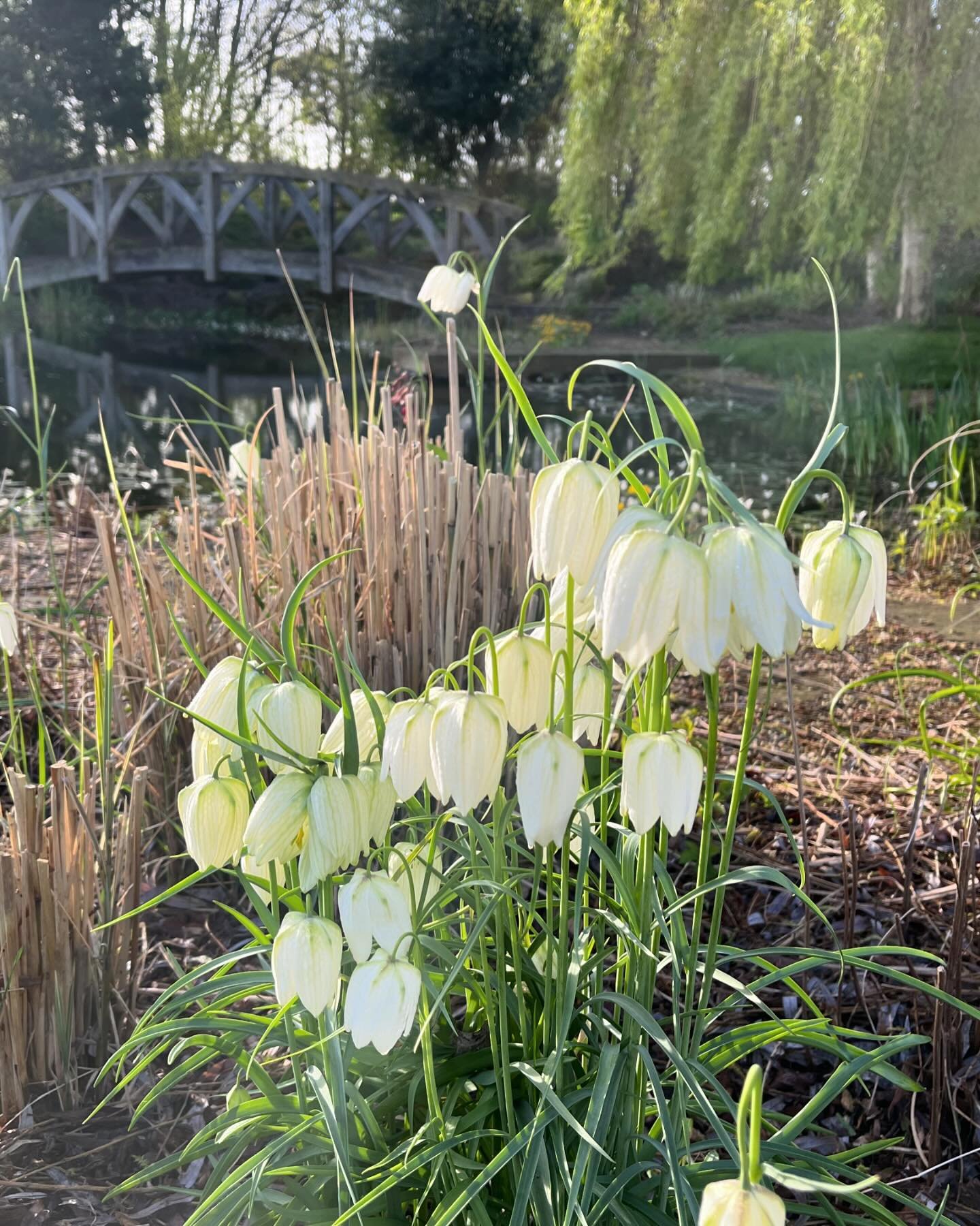 A frenzy of fritillaria by the swimming pond. It&rsquo;s the best year yet for these bulbs (we planted them 9 years ago) for sure 🤍

Mary Botham Howitt&rsquo;s 1873 poem on &ldquo;the Wild Fritillary&rdquo; likens the dropping bell of the flower to 