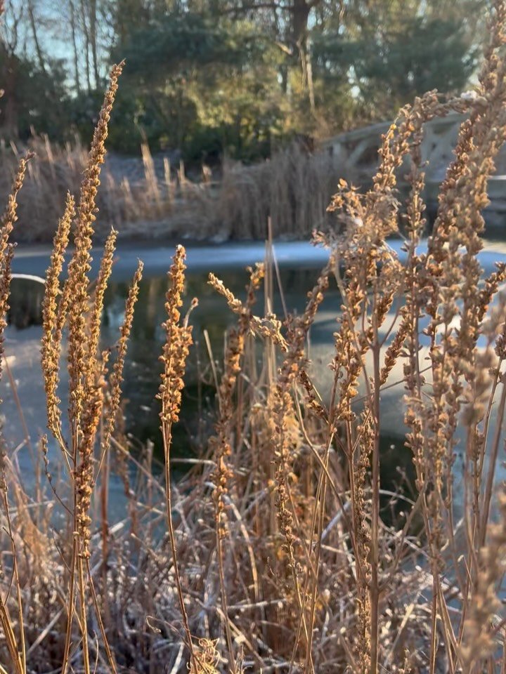 A dusting of snow ❄️ and the whole world transforms ✨

I&rsquo;ve shared many times on here my love for all things wintry, so it surprises me that I haven&rsquo;t before got around to opening the garden in the winter season. It&rsquo;s the weather I 
