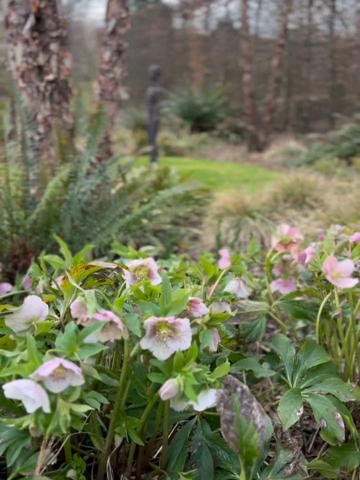 I know we all say it, but thank heavens for Hellebores. Their blowsy softness feels delightfully incongruous with the overall February garden scape, I imagine they&rsquo;d look not out of place gambolling in a May border instead. But they&rsquo;d not