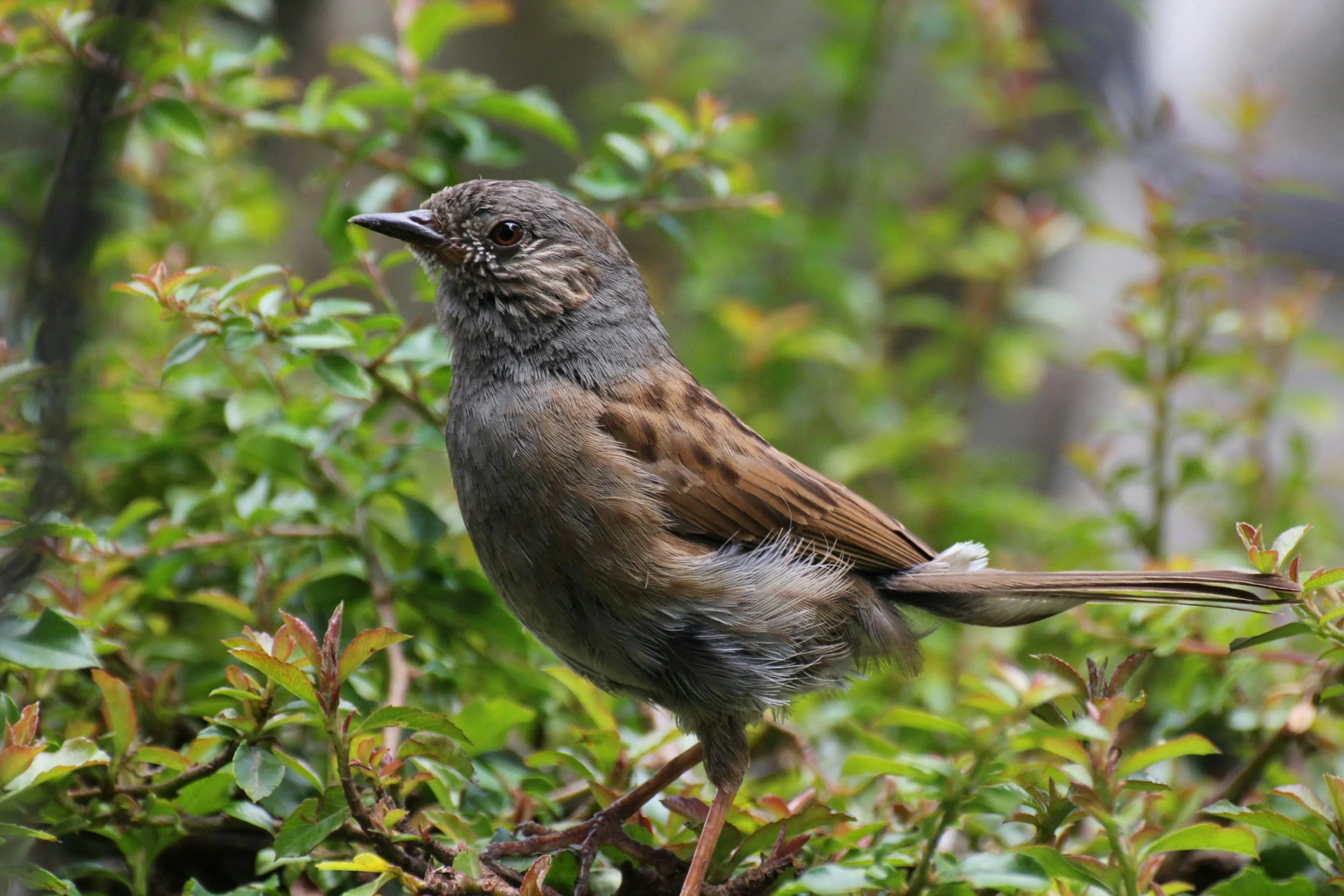 An Ode to the Hedgerow ~ by Claude Howard